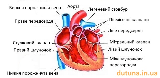 будова серця