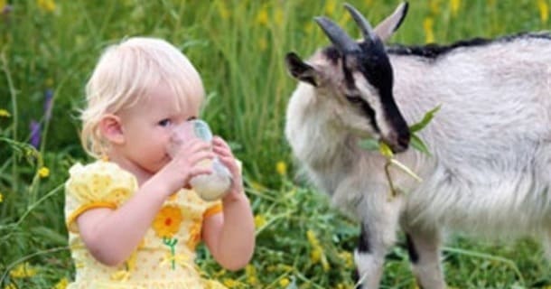 Чим корисне козяче молоко для дітей?