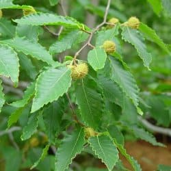 фармакологічні властивості листя бука лісового