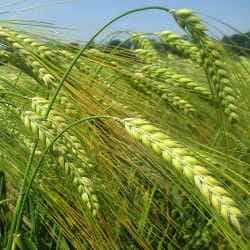 чим корисне жито для здоров'я