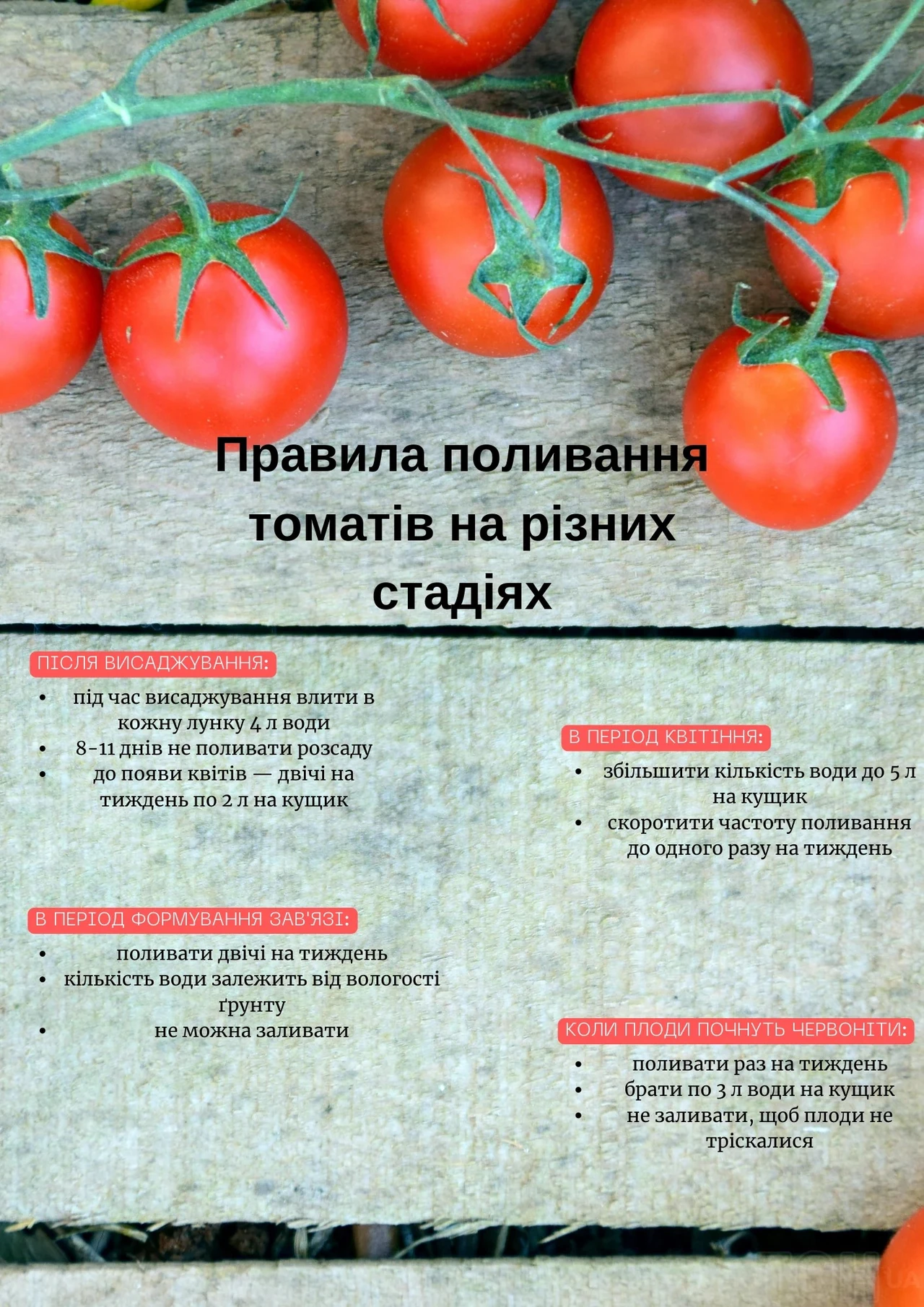 Помідори дітям Комаровський: коли і як правильно давати